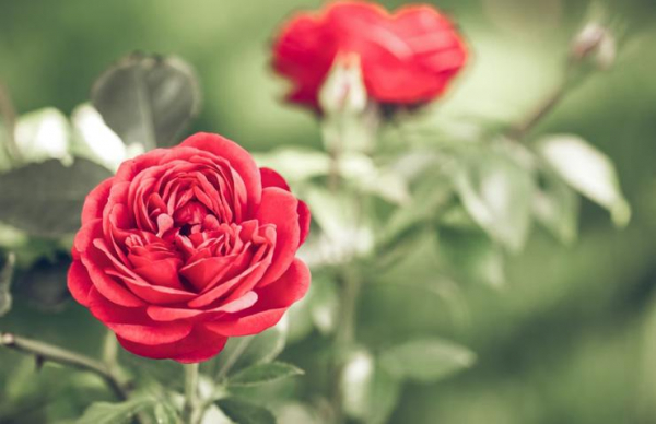 Миллион алых роз: как вырастить королевский цветок на даче